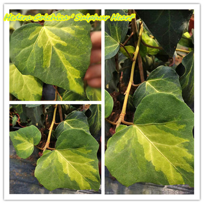 常春藤 硫磺心 Hedera  Colchica  