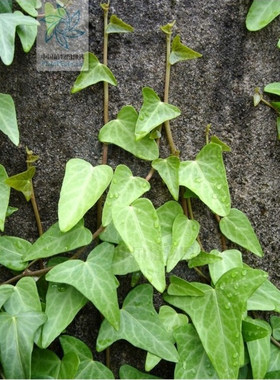 常春藤  细叶 中华常春藤 Chinese ivy