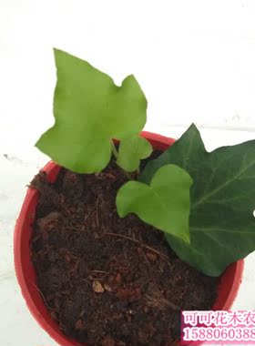 常春藤 厚叶 Hedera nepalensis var. sinensis