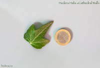 常春藤  科菲沃  hedera helix  ’cathedral wall ’ 稀有品種