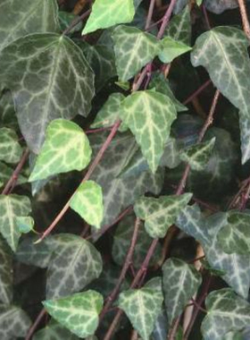 常春藤   塞浦路斯  Hedera cypria  稀有品种