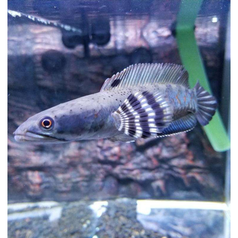 幻彩红宝石 雷龙 雷龙鱼 蛇头鱼 鳢 热带鱼 观赏鱼