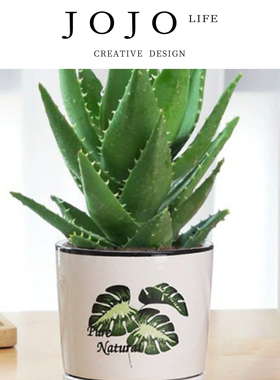 JOJO'S L. PD.sour.芦荟大盆栽室内净化空气植物办公室 | 酸谁