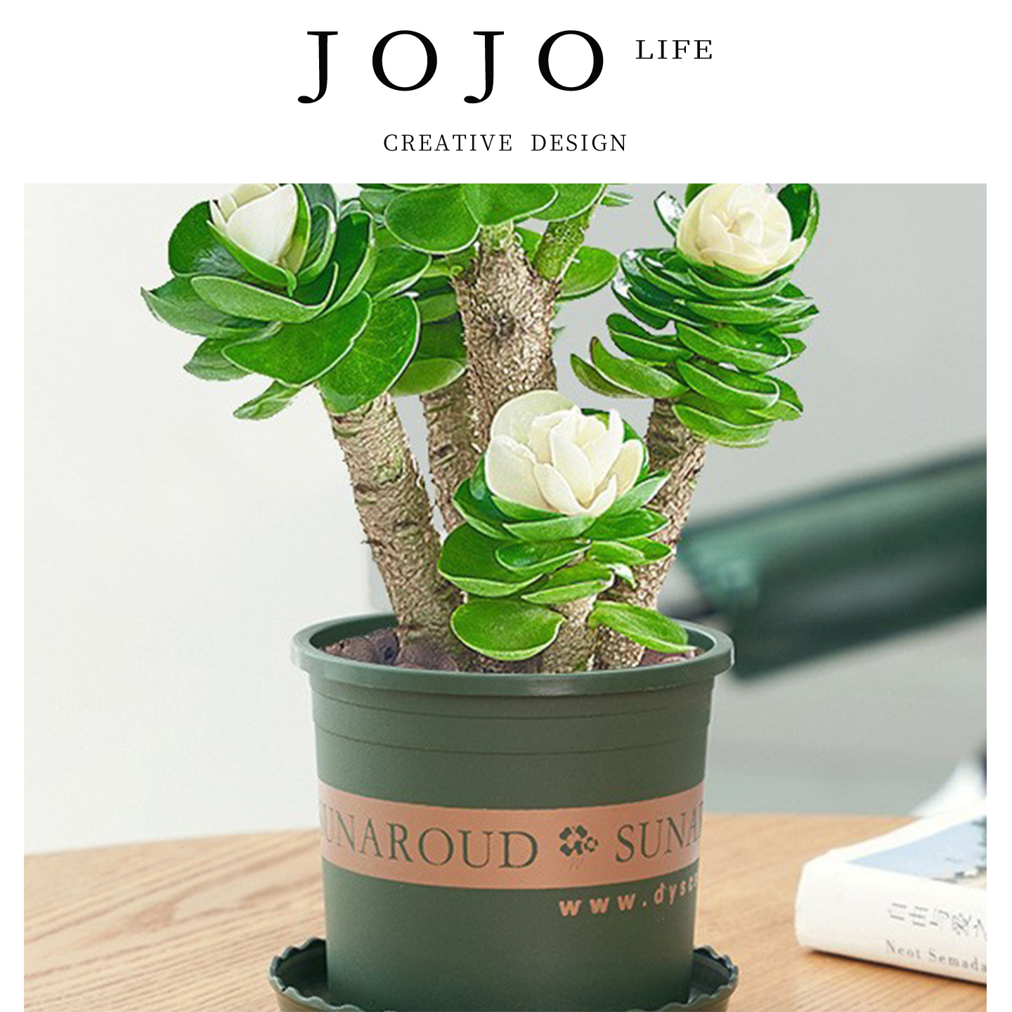 JOJO'SLIFEPD绿植金钱木发财树