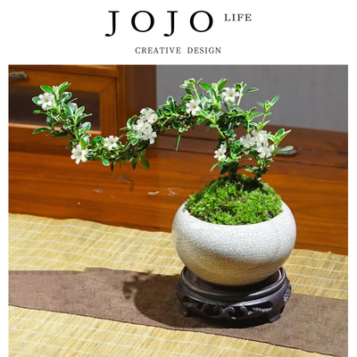 JOJO'SLIFEPD金边六月雪盆栽