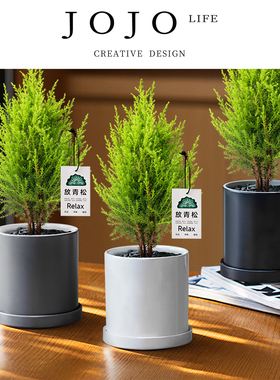 JOJO'S L. PD.Lund.绿植香松圣诞树柏树办公桌面植物盆栽 | 隆德