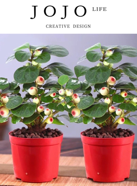 JOJO'S L. PD.Zhang.菩提树盆栽小盼菩提盆景带果中式桌面 | 章牡