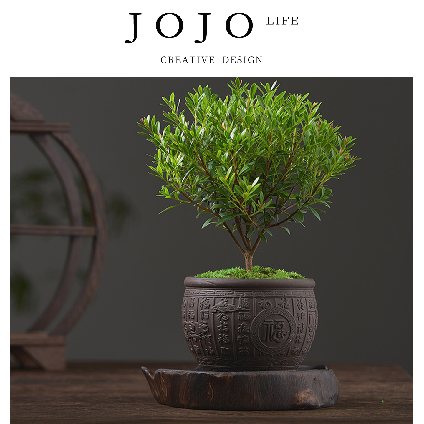 JOJO'SLIFEPD绿植办公室盆景苗