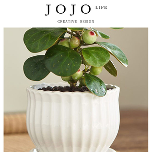 .小盼菩提树盆栽带果植物花办公室 JOJO PD.Defects 弊烤