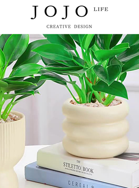 JOJO'S L. PD.Armpit.金钻盆栽绿公主植物观叶净化空气 | 腋冉