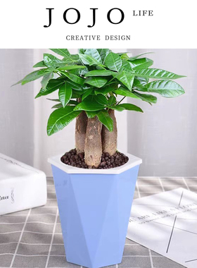 JOJO'S L. PD.mourn.发财树盆栽绿植花卉富贵竹荷花竹盆栽 | 蔡荡