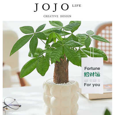 JOJO'SLIFEPD发财树小盆栽室内