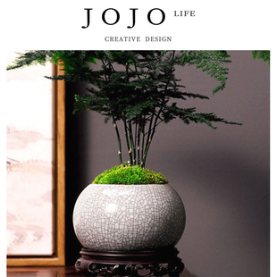 JOJO'S L. PD.Conspiracy.绿植文竹盆栽植物室内净化空气 | 谋诬