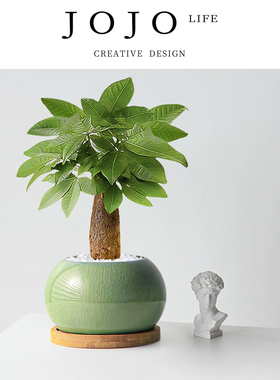 JOJO'S L. PD.Rose.绿植发财树桌面盆栽创意植物懒人四季 | 玫邮