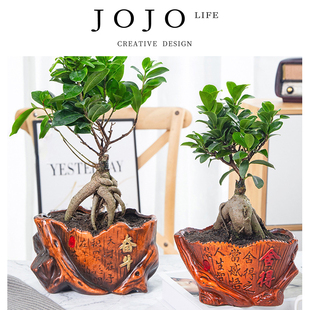 JOJO'S L. PD.rate.绿植大榕树盆景办公室内桌面客厅花卉 | 率再