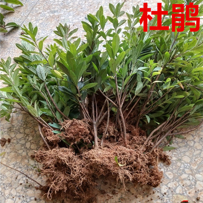 映山红树苗杜鹃小苗毛娟花苗绿化工程苗紫娟苗映山红花苗庭院盆栽