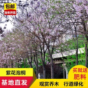 法桐梧桐树苗青皮梧桐悬铃木青桐树苗紫花泡桐树苗当年开花