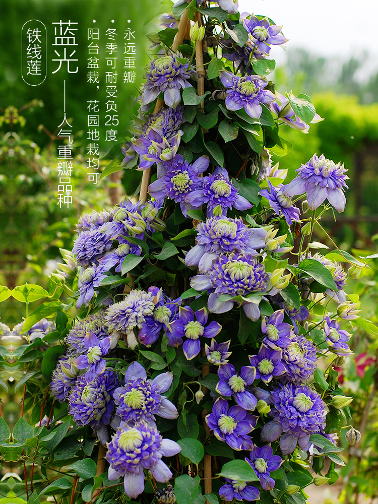 铁线莲盆栽苗 蓝光哥白尼蔚蓝绒球 铁线莲花苗 爬藤植物