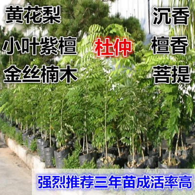 正宗海南黄花梨小叶紫檀金丝楠木沉香菩提盆栽苗地栽树苗名贵树苗图片