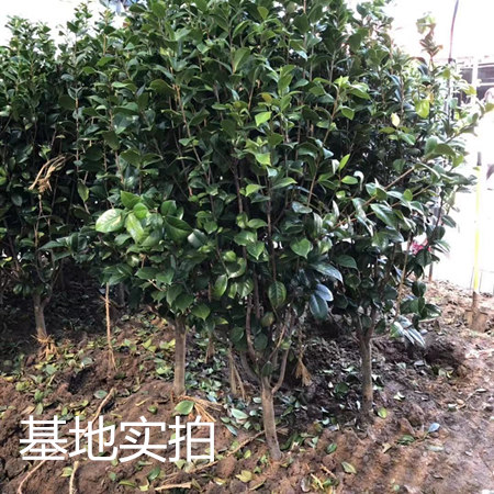 四季常青耐寒茶花树苗庭院大型绿植带花苞地栽耐冬室外大红花园