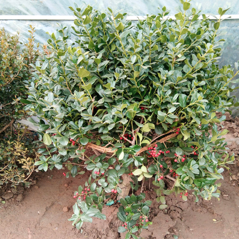 无刺枸骨球 无刺构骨苗球 有刺枸骨无刺构骨苗球枸骨苗球庭院盆栽