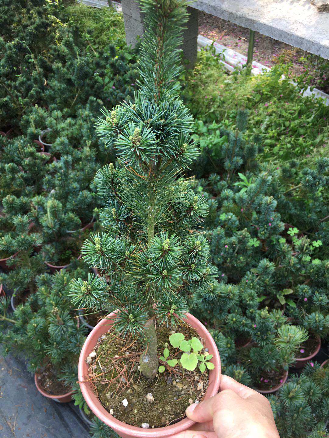 精品日本大阪松小苗五针松盆景树桩造型短针嫁接苗那须娘松树黑松