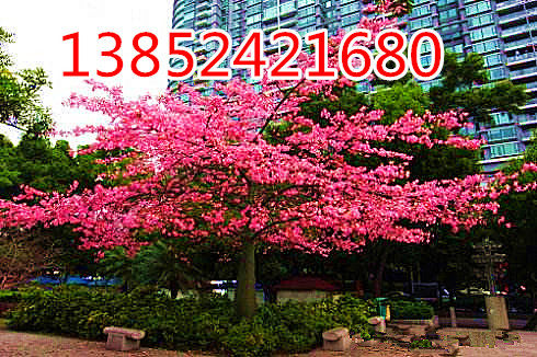 新品耐冻美人树苗庭院风景树四季盆栽绿植 木棉花树花期超长300天
