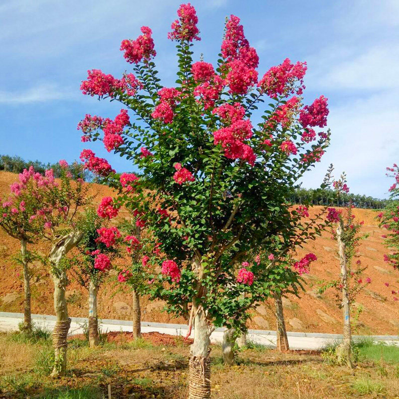 占地拆迁美国四季红火箭紫薇花速生百日红树苗小苗庭院盆栽老桩