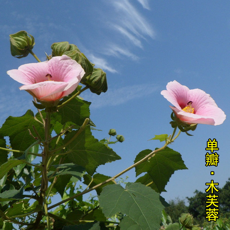 大花单瓣木芙蓉花苗拒霜花木莲地芙蓉华木芙蓉树苗庭院别墅植物