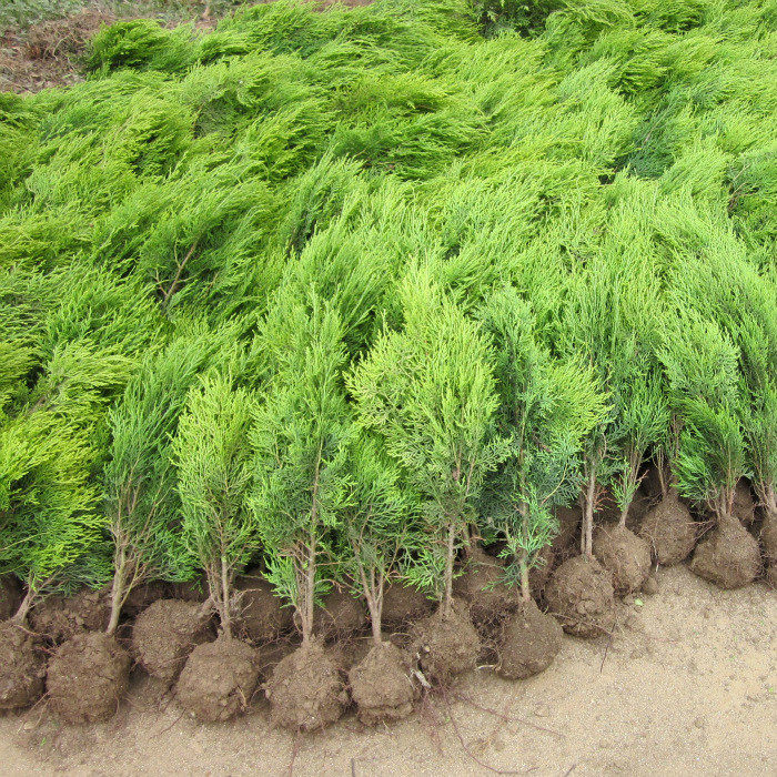 龙柏苗扁柏树苗洒金柏沙地柏柏桧柏塔柏树苗圣诞松宝塔松观叶植物