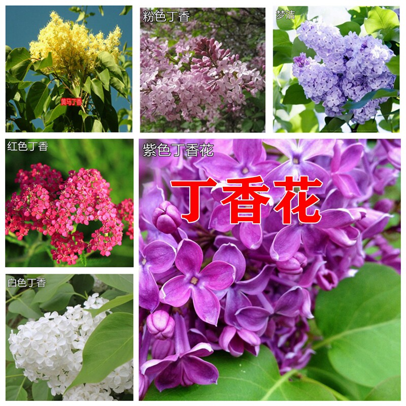 丁香花树苗紫丁香花苗四季盆栽地栽南北方耐寒庭院藤植物阳台种植