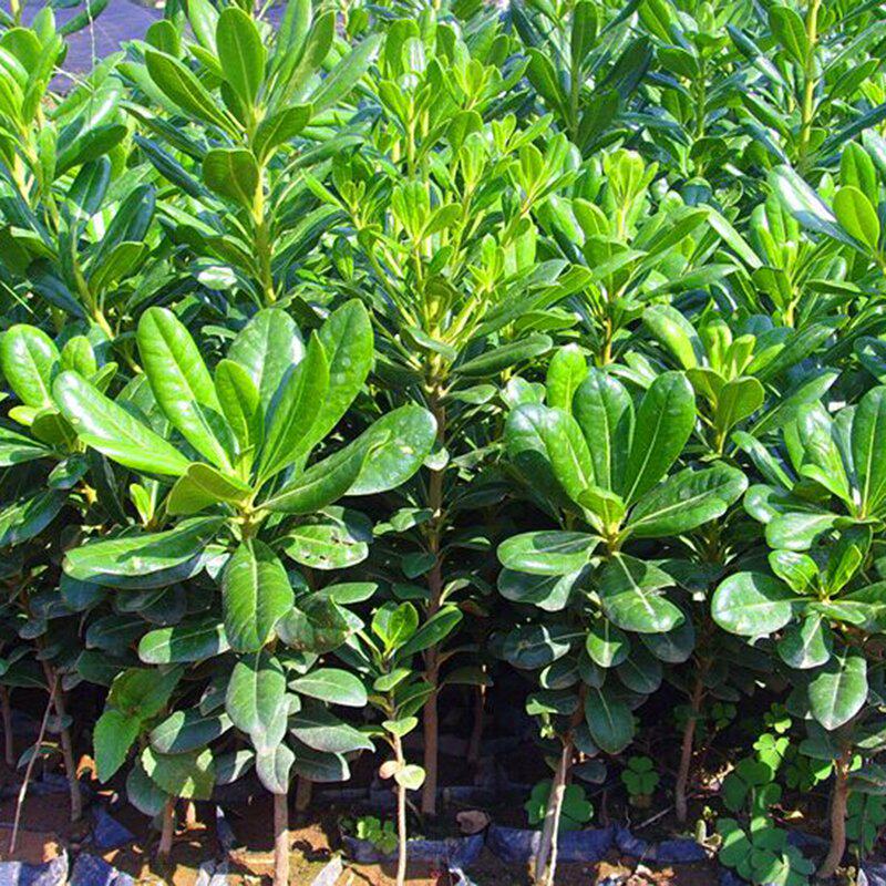 庭院绿化树苗海桐树四季常青气味芳香驱蚊虫绿植物围墙绿篱笆围墙