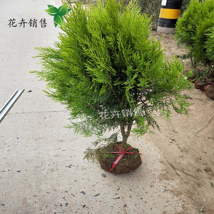 洒金柏树苗 盆景素材 洒金柏苗 四季常青松柏苗木 庭院绿化植物