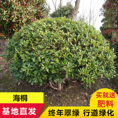 海桐围墙气味芳香驱蚊树苗