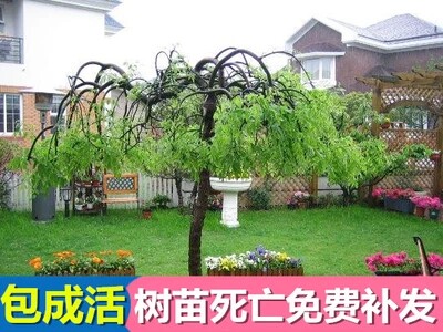 包邮龙爪槐树小苗 嫁接苗国槐大