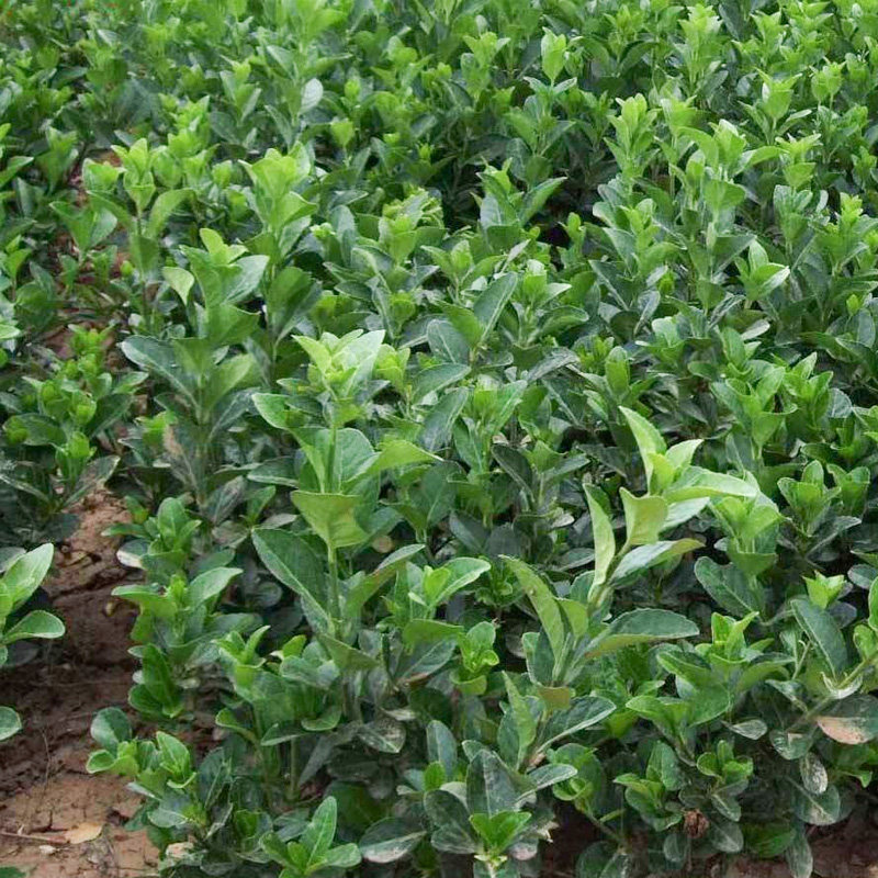 卫矛苗 庭院绿化工程苗卫矛小苗绿篱绿化苗色块苗木四季常青植物