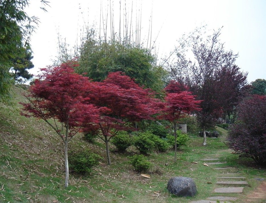 日本美国红枫树青枫黄金枫小苗 庭院园林绿化植物绿化苗木美观