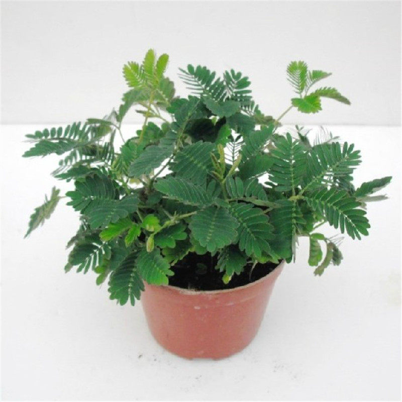 室内阳台奇特花卉盆栽 含羞草盆栽 又称:夫妻草 感应草