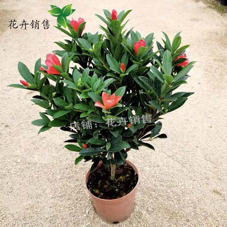 茶花树苗盆栽地栽开花四季常青花木树苗金茶花树苗山茶花带土包邮