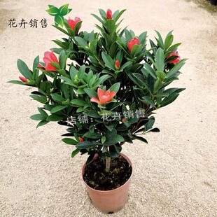 茶花树苗盆栽地栽开花四季常青花木树苗金茶花树苗山茶花带土包邮