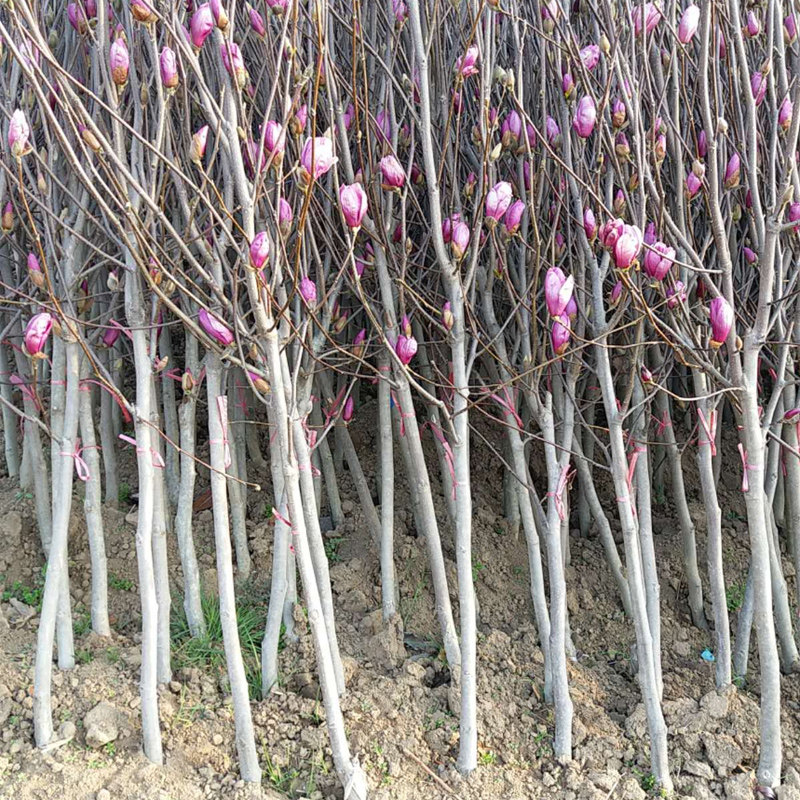 紫玉兰树苗 紫玉兰花苗  白玉兰苗黄玉兰红玉兰小苗 庭院绿化苗木