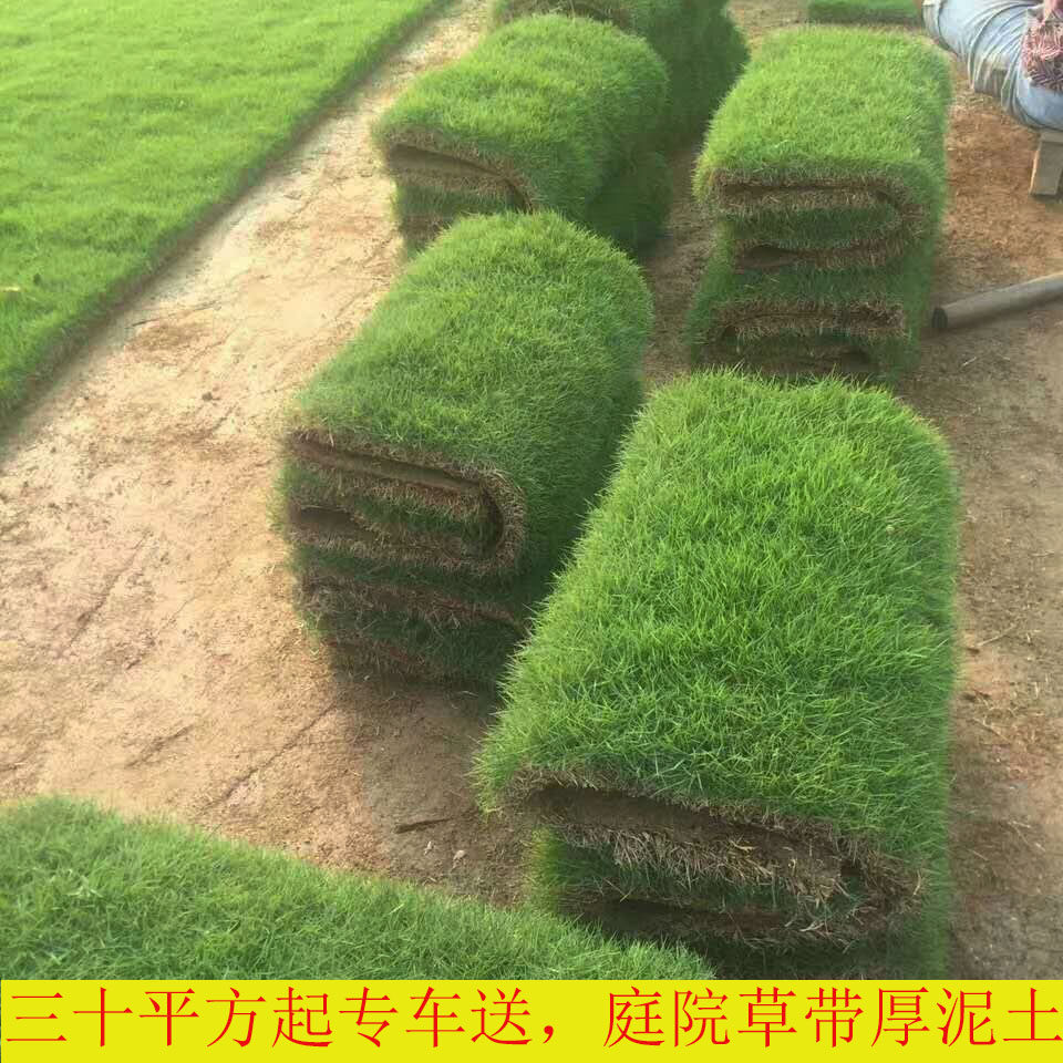 草皮真草坪带泥土地毯草果岭草大叶油草庭院绿化海南包邮四季常青