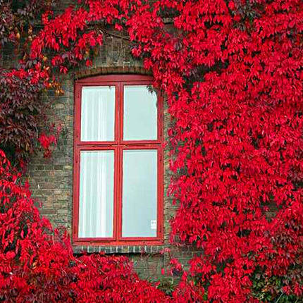 爬山虎苗三叶红色爬山虎籽攀爬藤植物壁挂四季常青墙壁爬山虎种子