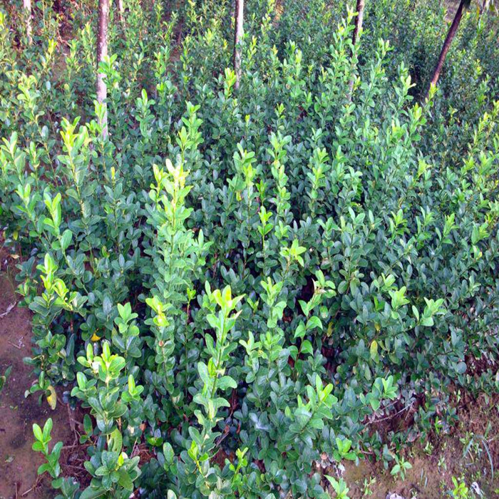 卫矛苗 冬青苗 胶东卫矛冬青卫矛 胶东卫矛苗四季常青绿化树苗