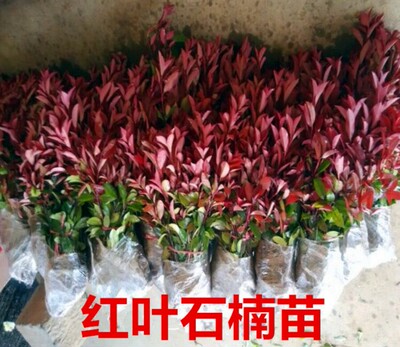 红叶石楠苗 火焰红小苗 篱笆树苗围墙绿化工程色块苗庭院四季植物