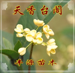 桂花树苗桂花苗四季桂苗四季桂树苗天香台阁佛顶珠新品四季桂小苗