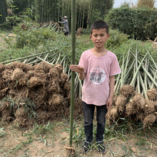 竹子苗 庭院 风水竹 北方竹子耐寒植物 盆栽室外大型四季紫竹青竹