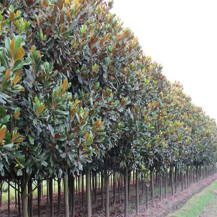 广玉兰树苗 广玉兰 玉兰树四季常青 荷花玉兰苗庭院绿化苗木