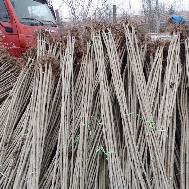 速生白杨树苗速生杨树苗107速生杨白杨树苗白杨树速生白杨树无絮