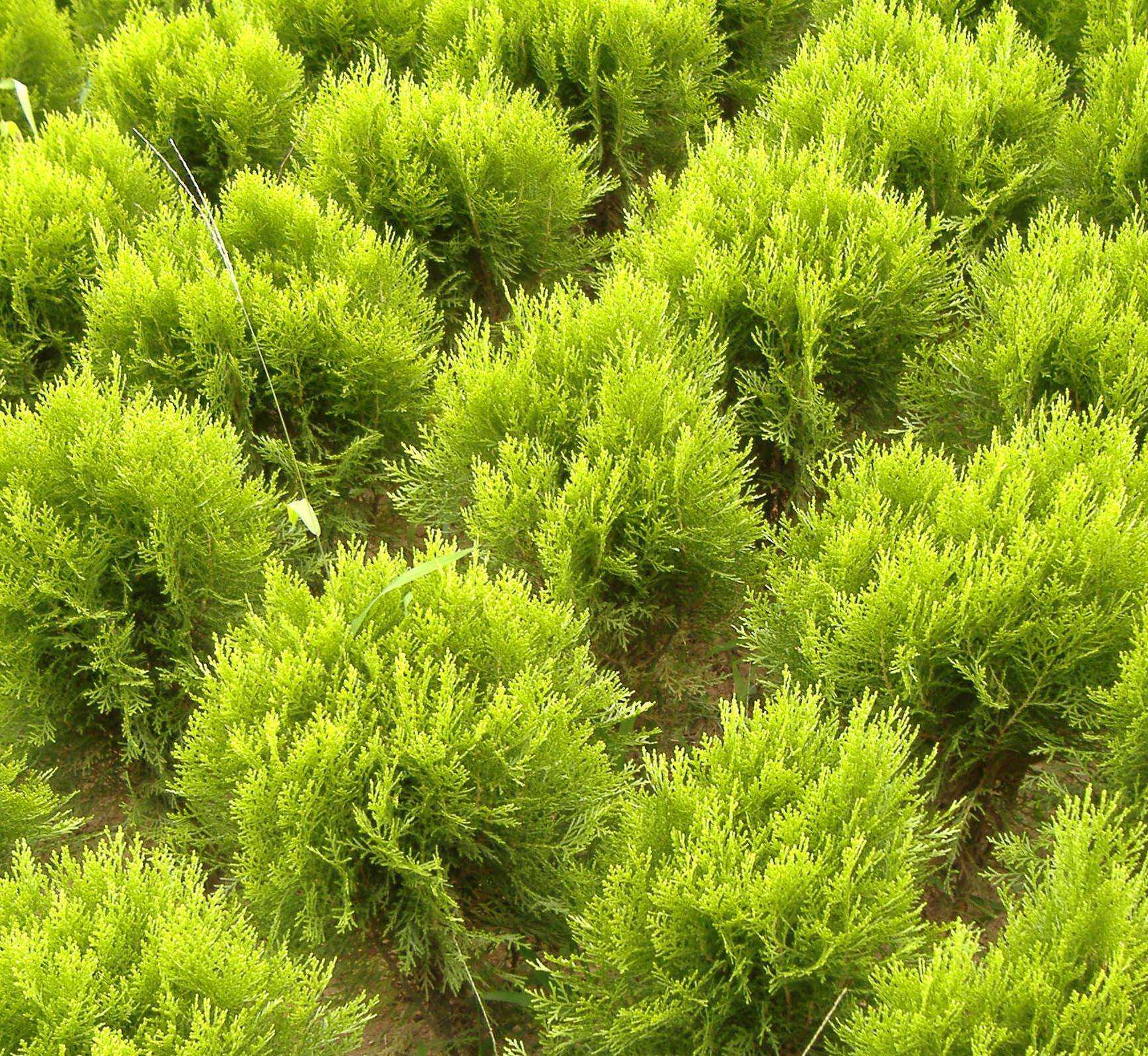 园林绿化苗木庭院植物花卉彩色树种洒金柏树苗洒金柏苗黄头柏苗